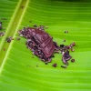 Zoom de Tableta de chocolate sobre nibs de cacao y hoja de plátano