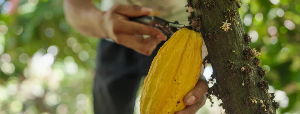 Mazorca de cacao natural origen colombiano proceso bean to bar Kakaówa